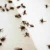 Kitchen flies